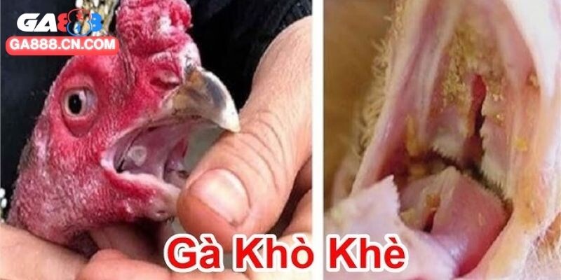 Cách trị gà đá bị khò khè nhanh, hiệu quả