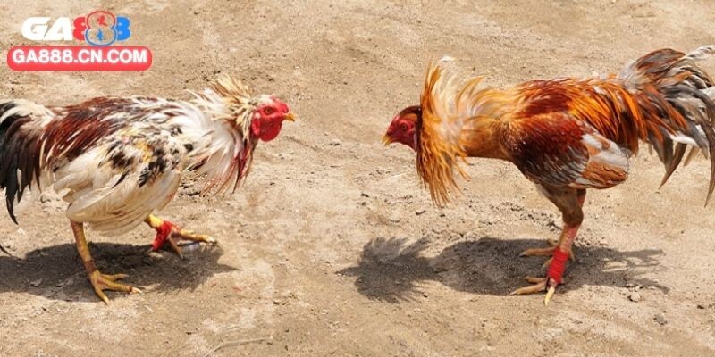 Tìm hiểu chi tiết về trường đá gà CPC2