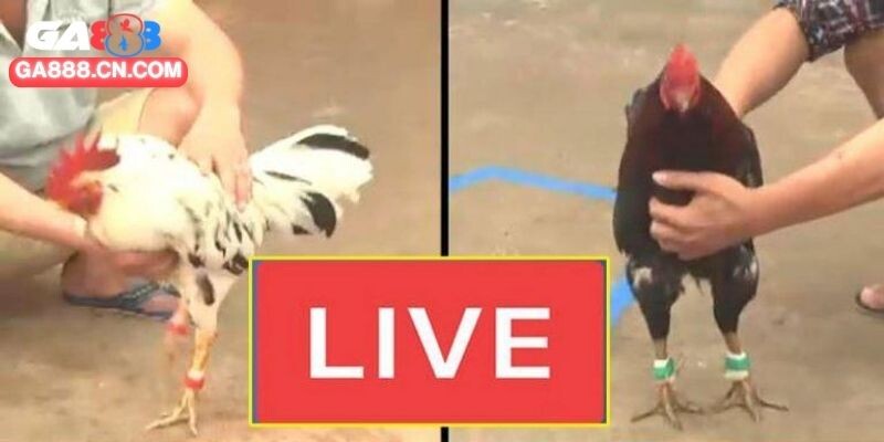 Bí quyết tham gia trường đấu gà CPC3 hay nhất 