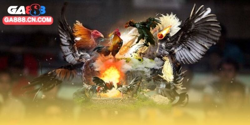 Đá gà cựa sắt tạo nên trận đấu nảy lửa