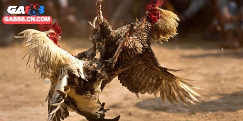 Gà Đá Đòn Độc Đỉnh Cao Với Nhiều Đòn Hiểm Xuất Thần