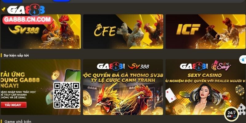 Live Đá Gà Cựa Dao Với Không Gian Kịch Tính, Hấp Dẫn